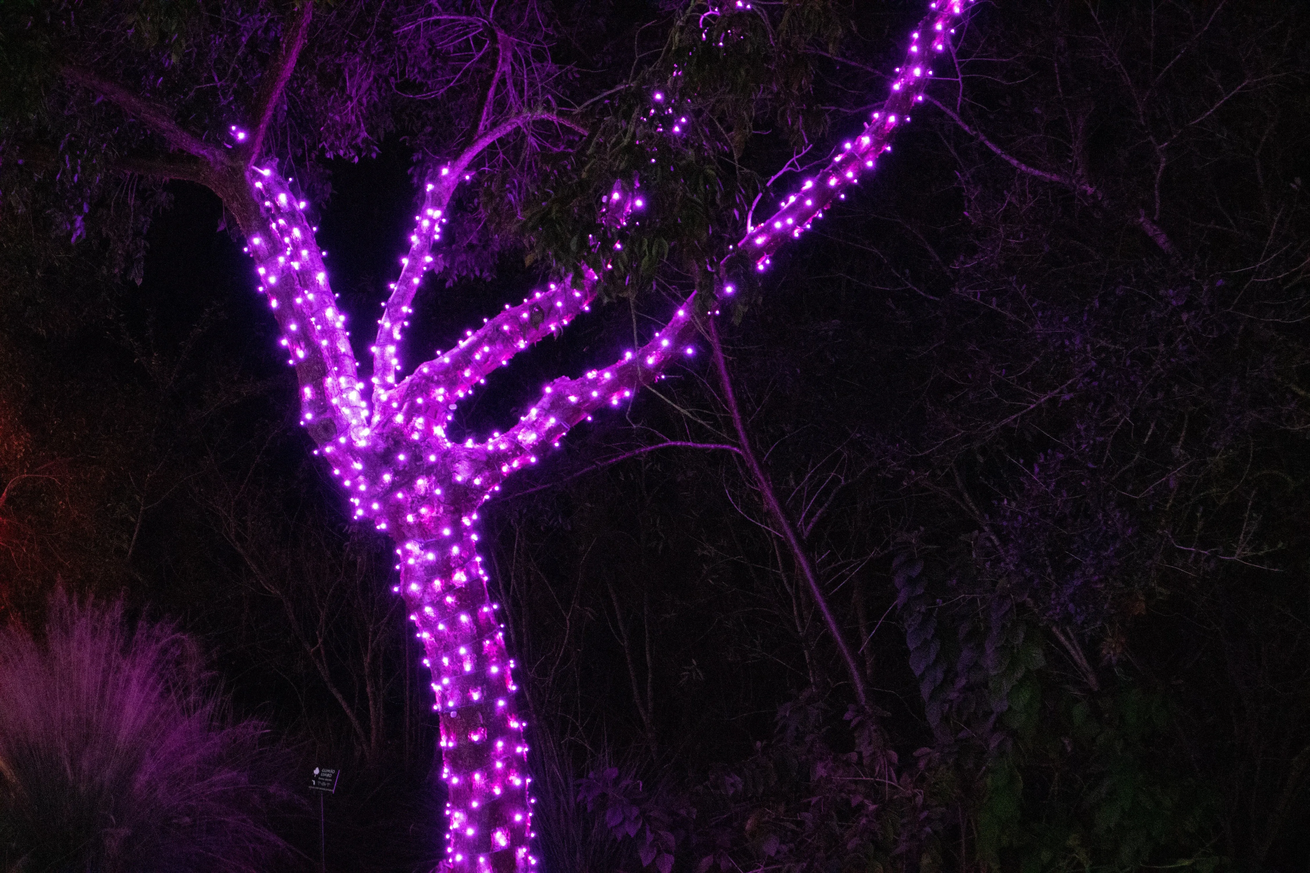 5mm LED Christmas Lights 35L Pink
